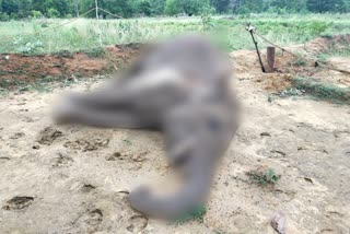 Two accused arrested for killing elephant with current in dharamjaigarh