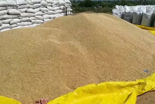 Bought a record breaking wheat in Chhindwara