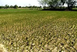 kuruvai-cultivation-at-mayiladuthurai