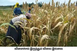 White corn rate down, farmers worried in Theni