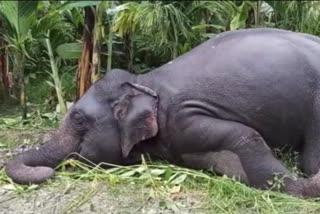 Elephant dies in West Bengal after coming in contact with live wire