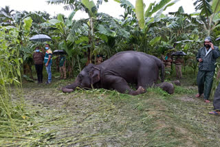 Elephant dies in West Bengal after coming contact with live wire