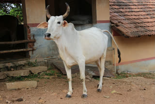 Cow