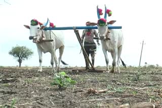 raichur-farmers-facing-weed-problem-in-craps