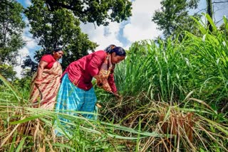 झारखंड: लेमन ग्रास की खेती से आत्मनिर्भर बन रही ग्रामीण महिलाएं