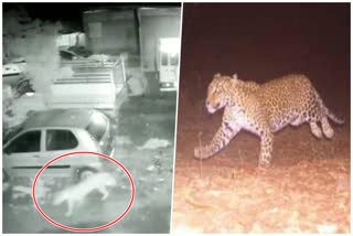 Leopard calf in Taloda city