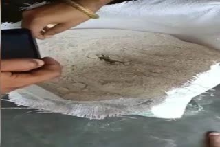 Lizard found in flour.