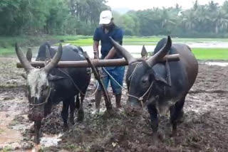 heavy rain in konkan  ratnagiri rain news  ratnagiri latest news  ratnagiri farm news  रत्नागिरी पाऊस बातमी  रत्नागिरी शेतीविषयक बातमी  कोकण पाऊस  रत्नागिरी लेटेस्ट न्यूज