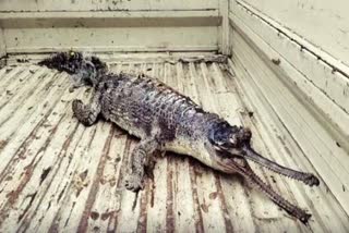 dead crocodile