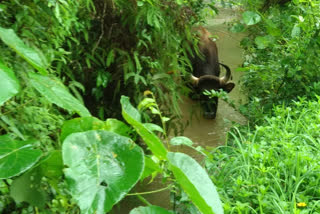 Wild Buffalo Found In Moodbidri