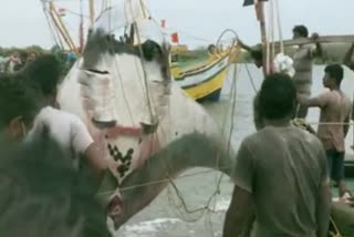 WATCH: Giant stingray fish caught alive in Andhra Pradesh