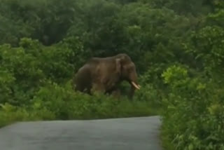 elephant appeared in Mudigere