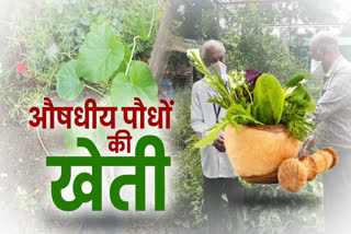 Indore Municipal Corporation planting medicinal plants