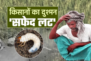 white braided insect  white braided problem for farmers  white braided in rajasthan  problem for farmers in rajasthan  jaipur news  etv bharat news  मुसीबत बना सफेद लट कीट  trouble made white braided insect  rajasthan farmers news  जयपुर की खबर  सफेद लट की खबर  किसानों के लिए मुसीबत सफेद