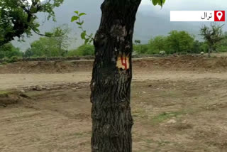 administration started cutting of mulberry trees, sportsmen happy