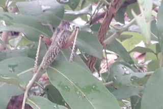 locust attack in Bemetara