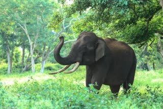 tusker-elephant-crushed-the-beat-watcher-in-karakot-nandaur-sanctuary-range