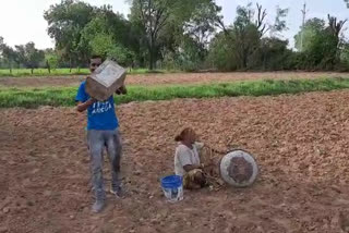 locust attack in rajasthan, चित्तौड़गढ़ में टिड्डी दल की दस्तक