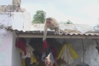 Karnataka monkey