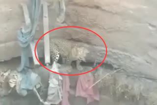 Leopard Fell  into  well at Gundlupete