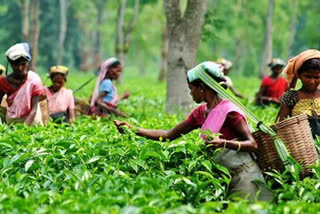 West Bengal tea takes an organic leap