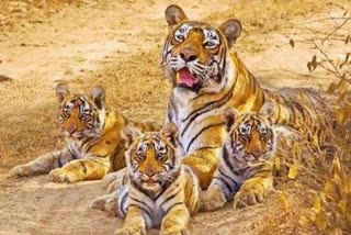 अलवर का सरिस्का पर्यटन क्षेत्र, सरिस्का में बाघों की संख्या,  number of tigers in sariska, alwar Sariska tiger reserve