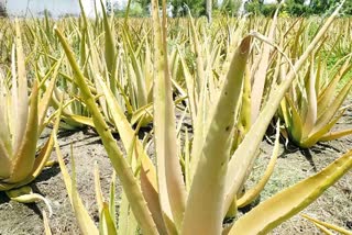 aloe-vera-cultivation