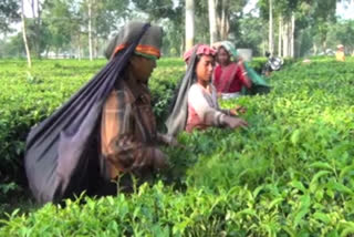 West Bengal tea  pesticide  kolkata  കൊൽക്കത്ത  തേയില  കീടനാശിനി പ്രയോഗം  ജൈവ കുതിപ്പ്  തേയില ഉല്‍പാദനം  darjeeling tea