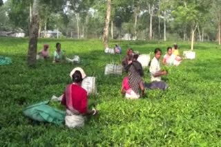 West Bengal tea takes an organic leap