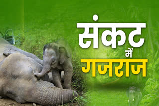 6 elephants died in chhattisgarh
