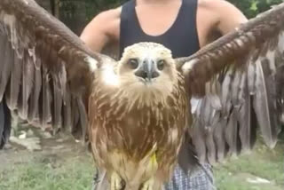 Hawk rescued