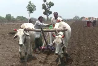 crop sowing start during kharif session in buldana