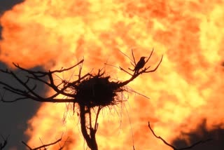 story of maguri motapung wetland