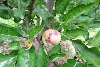 Scab on apple crop in Chamba district