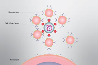 Nanosponges