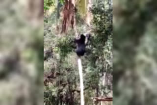 bear climbed coconut tree