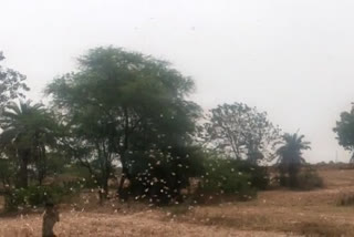 Locusts enter Sheopur from Rajasthan border