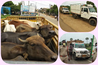 cattle trafficking in gollaprolu