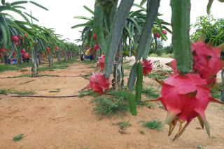 Tumkur farmer's enthusiasm for growing Dragon Fruit in locked down