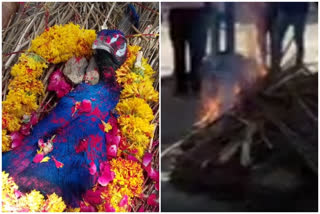 Final rites of peacock performed in Rajasthan; cremated as per Hindu mythology