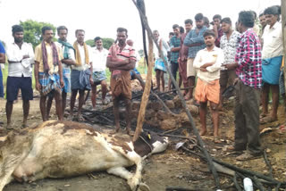 Three cows burned after an accidental fire in Chamarajanagara