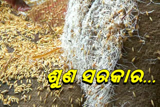 paddy-of-baragarh-farmers-are-loss-in-for-rain