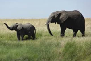 PETA demands Amer Fort elephants to be tested for tuberculosis