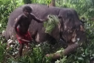 elephant died in malappuram  ആന ചെരിഞ്ഞു  malappuram news  മലപ്പുറം വാര്‍ത്തകള്‍