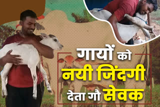 गौ सेवक प्रशांत 2 हजार गायों को दे चुके हैं नया जीवन