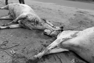 lorry collid carts two ox died