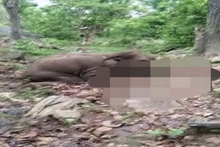 Elephant found dead  Odisha  Madhapur forest range  Elephant found dead in Odisha  Elephant found dead with bullet marks  ഒഡീഷ  വെടിയേറ്റ് ആന മരിച്ച നിലയിൽ  ആന ചെരിഞ്ഞു  മാധാപൂർ വനമേഖല