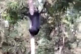 bear climb coconut tree for tasting coconut water