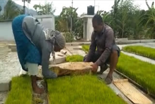Palakkad farmer prepares paddy nursery bed in plastic sheet on the concrete floor