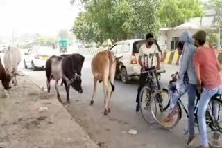 people are facing problems due to movement of stray animals on the roads in Indirapuram